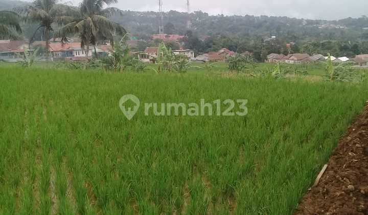 Tanah sawah sangat strategis untuk investasi