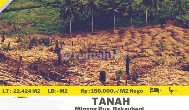 Tanah murah minang Rua Bakau heni siger