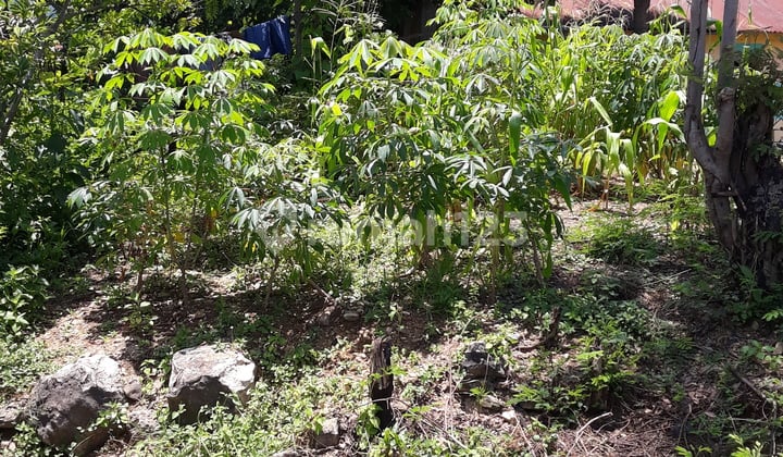 Tanah di dalam kota, Hanya berjarak 2 menit dari bandara komodo. Tanah pinggir jalan raya, siap bangun dengan harga masih bisa nego