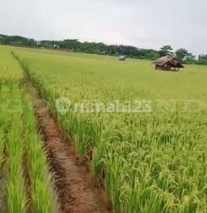 KODE :16680(Jf) Kavling Dijual Tanjung Lesung, Luas 9.827 Meter