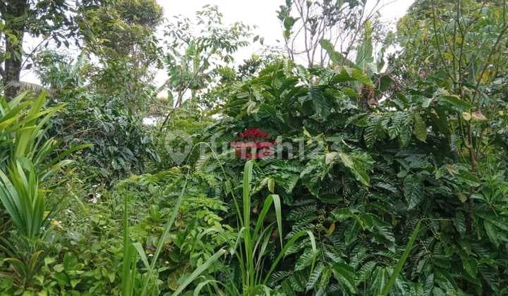 Tanah Jual Lokasi Dausa