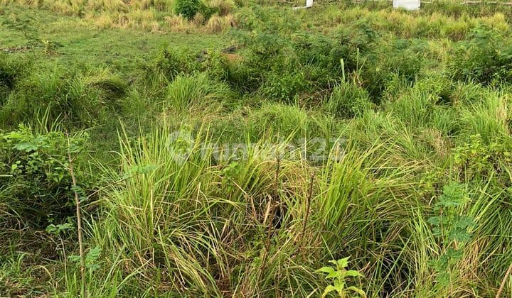 Tanah super keren dan langka di Echo beach