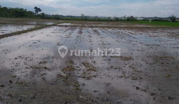Tanah Sawah di Karawang Kp. Pasir Jengkol Sukamakmur Luas 4.174m