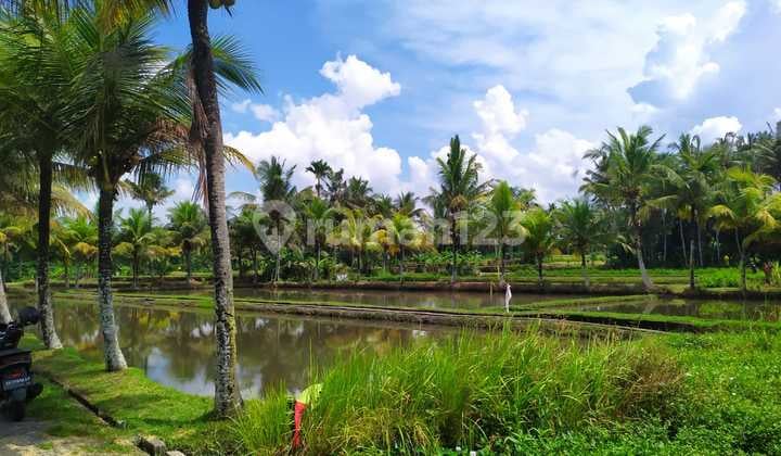 Tanah kavling view sawah cantik di buruan dekat kota Gianyar