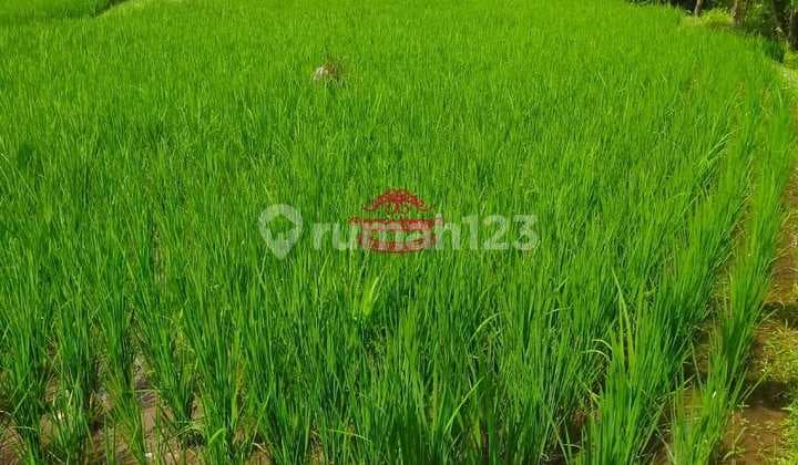 Tanah Jual Lokasi Nyambu