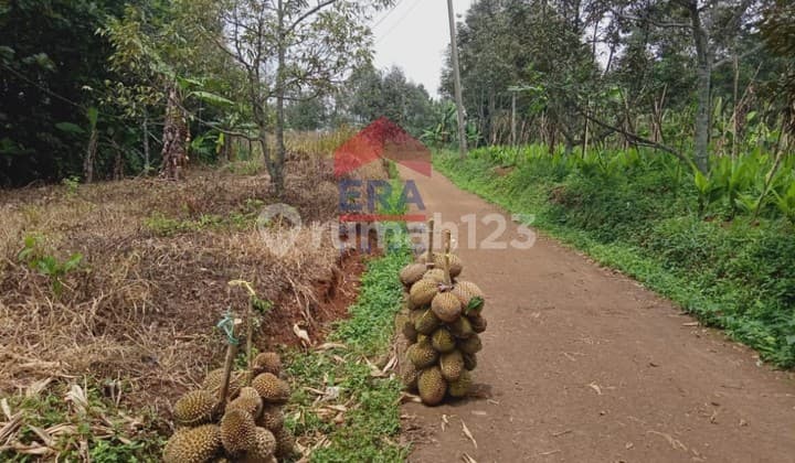 Land and Garden Durian Cianjur West Java