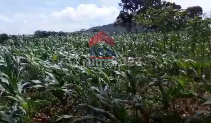 Lahan Kebun Duren Cianjur