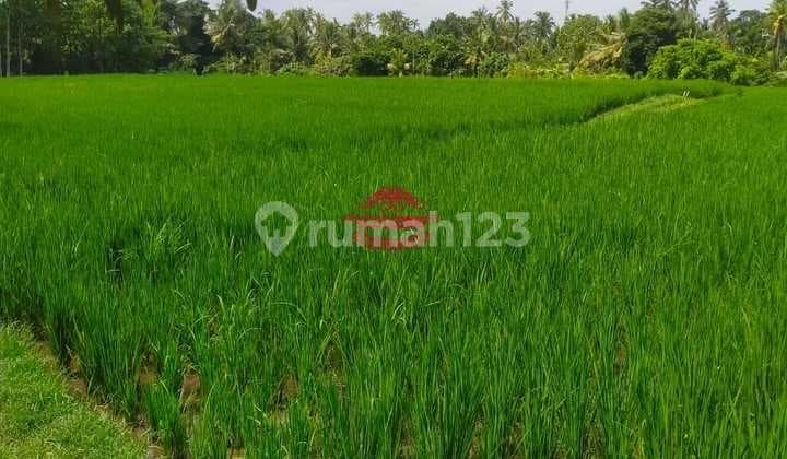 Tanah Jual Lokasi Nyambu