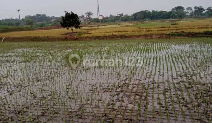 tanah di serang sawah kragilan Luas tanah 50 ha