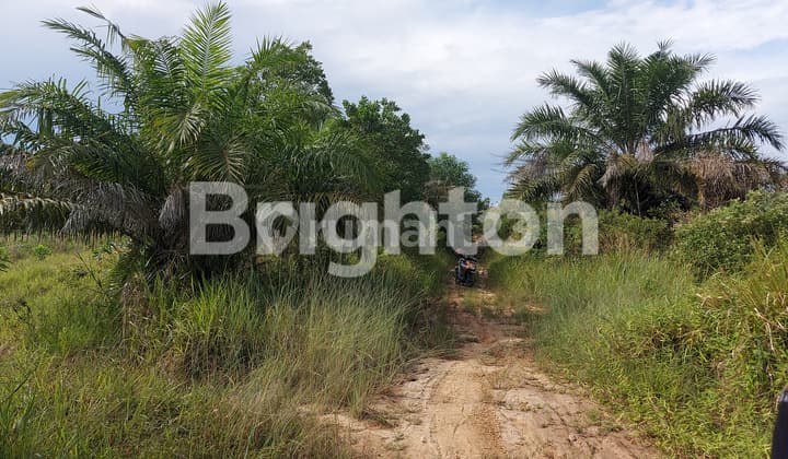 LAHAN BERSERTIFIKAT DI PERBUKITAN, SEPINGGAN