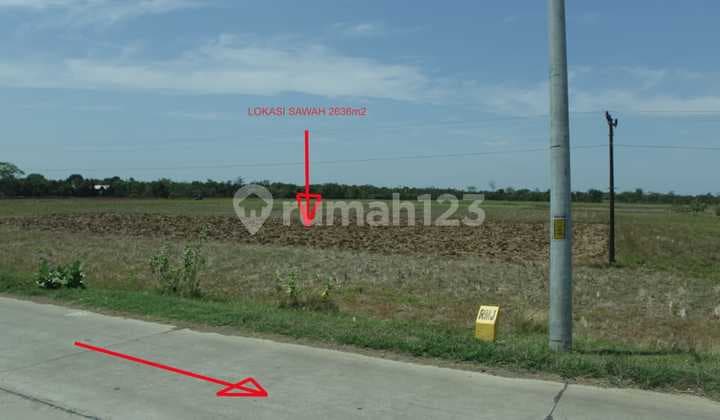 Tanah Sawah SHM Pecangaan Jepara Produktif