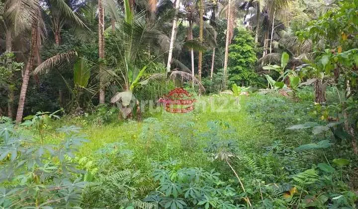Land for Sale Location Pejeng