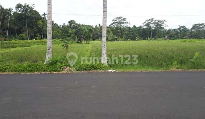 Tanah murah dijual cepat BUC di mengwi badung