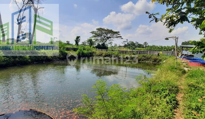 Dijual Tanah Sawah Bonus Kolam Ikan Dengan Air Melimpah Di Boyolali