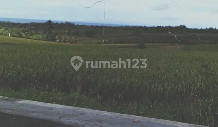 Jual Tanah sawah 68 are Bajera Tabanan