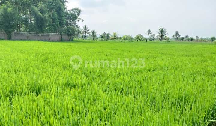 Jual cepat Tanah sawah di Cianjur