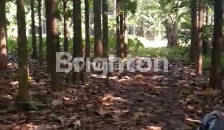 TANAH STRATEGIS HARGA MIRING DIPINGGIR JALAN RAYA SIRKUIT SENTUL