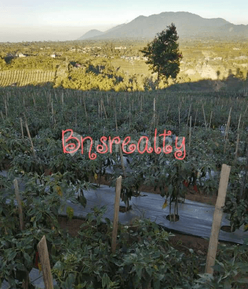 Tanah Lokasi Kintamani