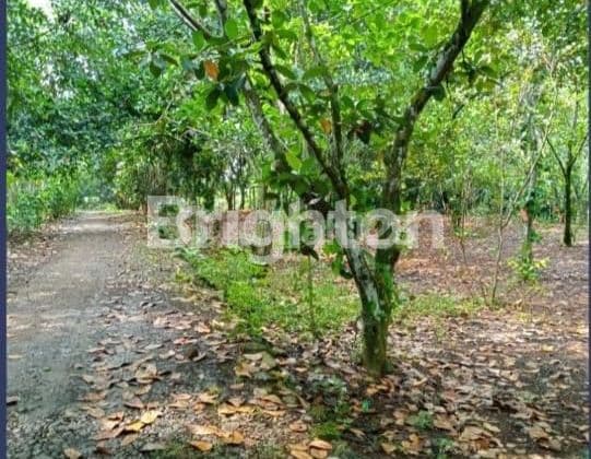 TANAH PINGGIR JALAN CARIU JONGGOL