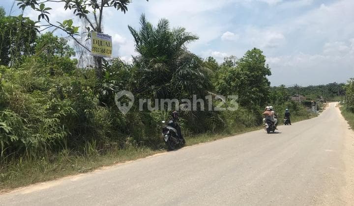 Tanah keras daerah Rumbai, Pekanbaru..