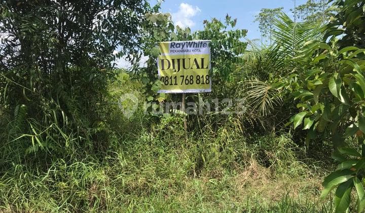 Tanah keras di daerah Rumbai, Pekanbaru..