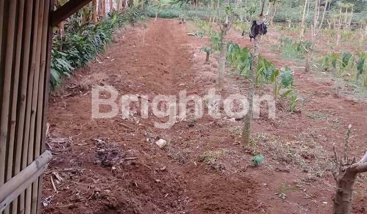 Tanah Kebun Strategis- Situ Gede - Bogor Barat