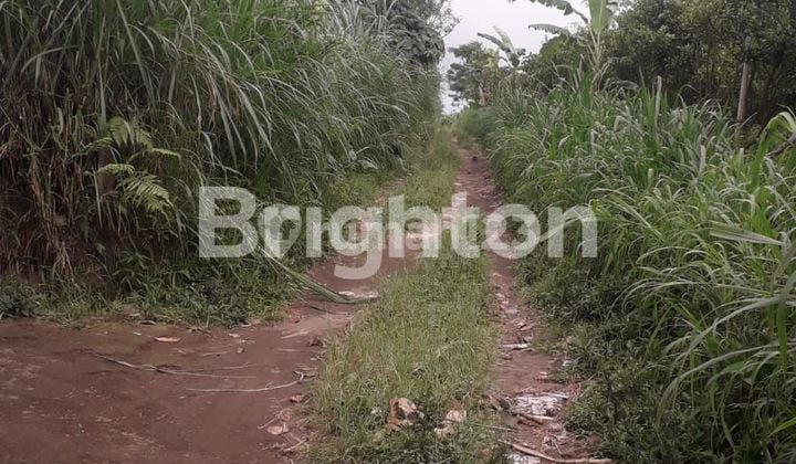 TANAH KEBUN kontur datar di kintamani