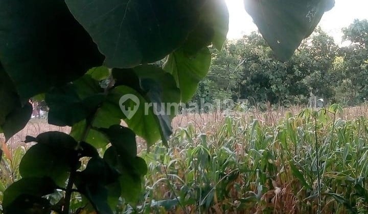 sebidang Tanah di Gang Rewok Jl.P.Tirtayasa