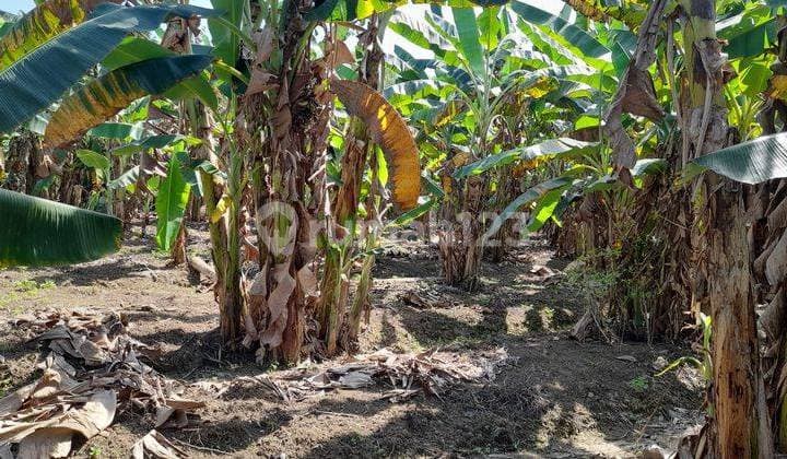 Tanah di Tembalang - Meteseh 17203 m² SHM