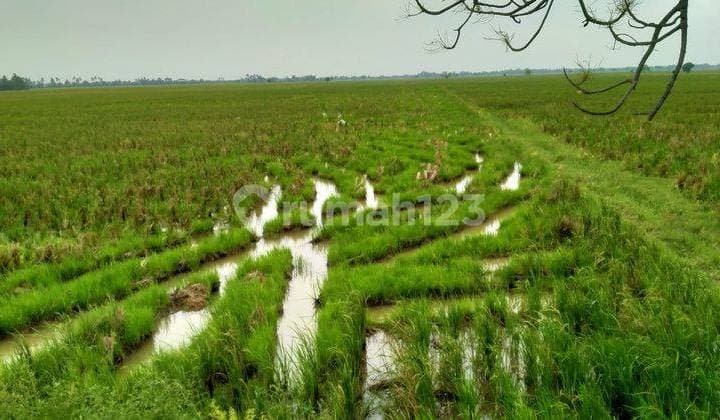 Murah Sawah Produktif Kelas 1 di Karangharja Pebayuran Bekasi