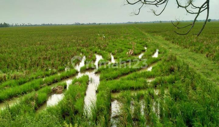 Murah Sawah Produktif Kelas 1 di Karangharja Pebayuran Bekasi