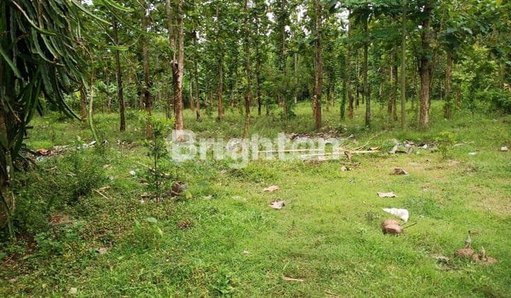 TANAH COCOK UNTUK GUDANG ATAU PABRIK DI TANGGUL KULON JEMBER