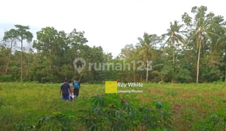 Cheap Land in the Grand State of East Lampung