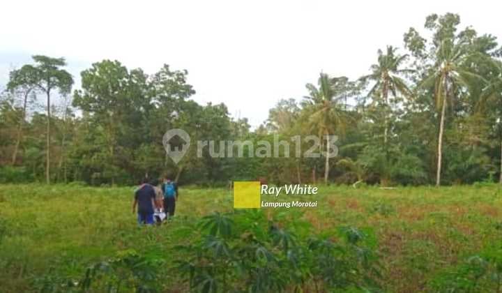 Tanah Murah Negeri Agung Lampung Timur