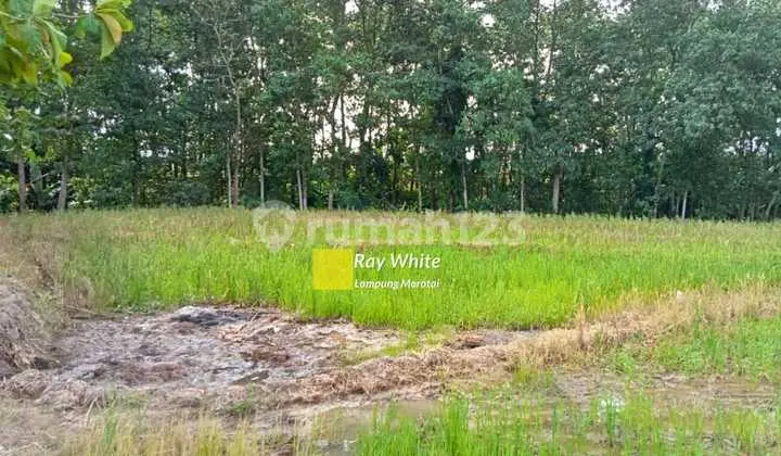 Cepat Sawah Di Metro Timur