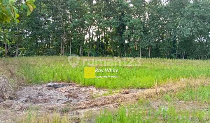 Cepat Sawah Di Metro Timur