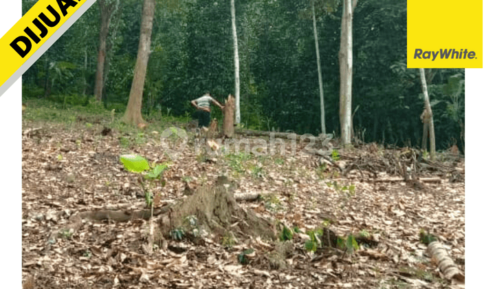 TANAH MURAH DI TANJUNG BINTANG LAMPUNG SELATAN