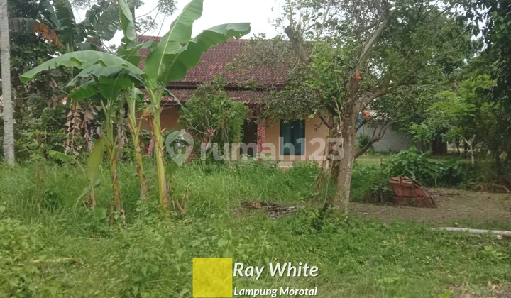 Tanah di Desa Serdang Lampung Selatan