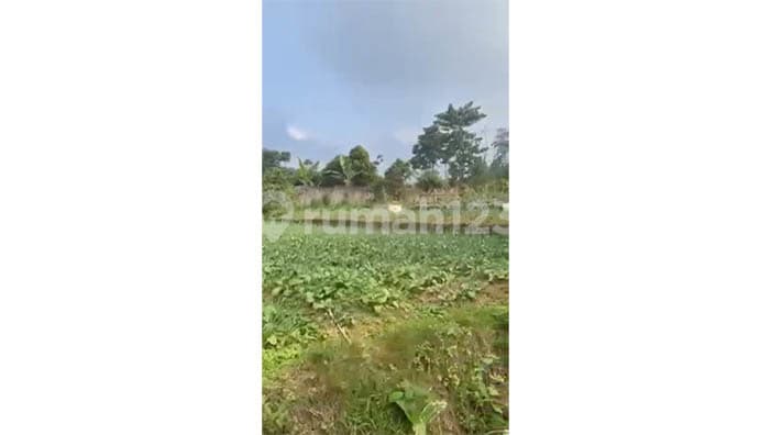 Kavling Kampung Ciguntur Desa Cipendawa, Cianjur