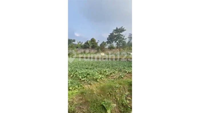 Kavling Kampung Ciguntur Desa Cipendawa, Cianjur