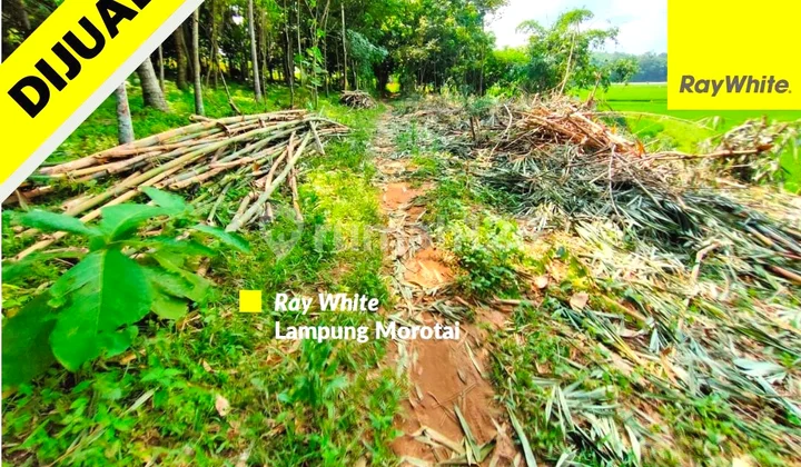 TANAH MURAH PRINGSEWU TANAH MURAH PRINGSEWU