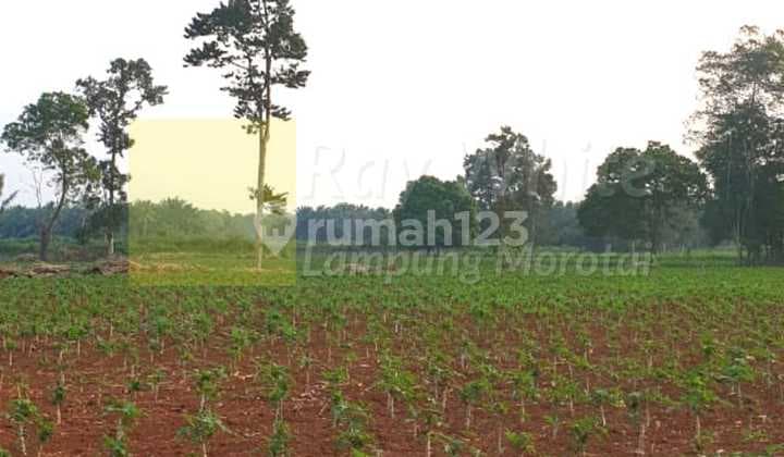 Tanah Perkebunan Luas 1 hektar lebih tr