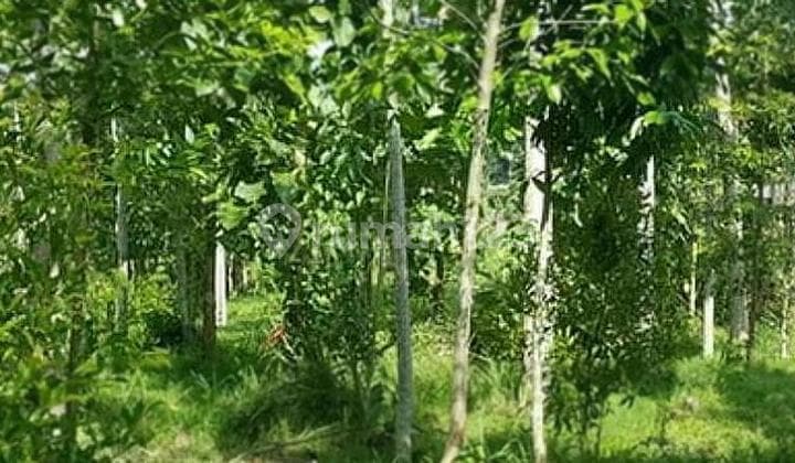 Tanah Luas 2ha - Sukaresmi - Megamendung - Bogor