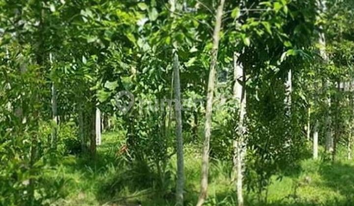 Tanah Luas 2ha - Sukaresmi - Megamendung - Bogor