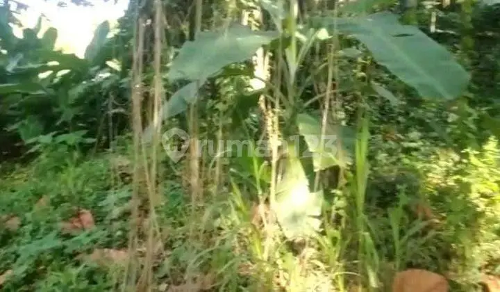 Hot List of Land for Sale in Sading Mengwi Badung Location