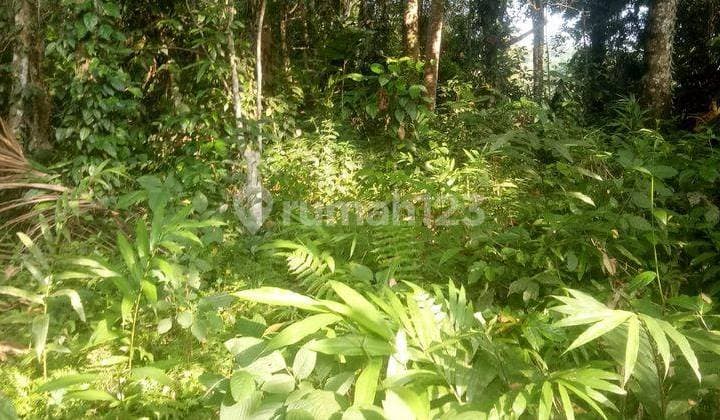 Hot List Di Jual Tanah Lokasi Kelusa Gianyar Dekat Central Ubud