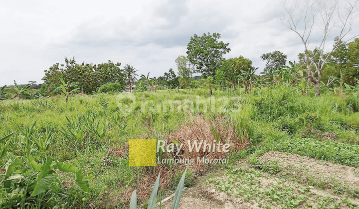 Tanah Jati Mulyo Lampung Selatan
