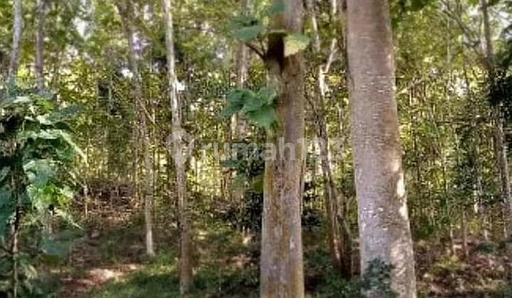 Tanah kebun Loji Pelabuhan ratu