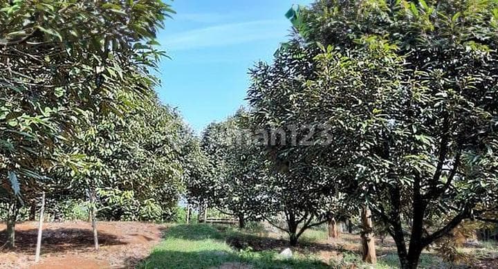Tanah atau kebun buah di Cianjur