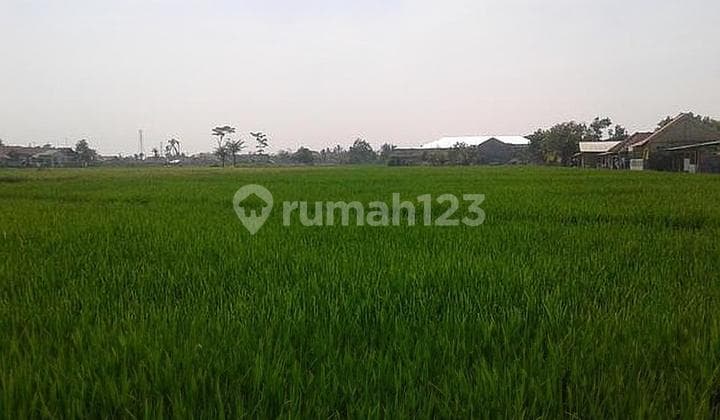 Tanah Dekat Kampus IPB Dramaga Cocok Buat Cluster